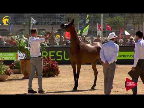 N.44 BELLADONNA AT - MENTON 2017 - Fillies 2 years old (Class 2B)