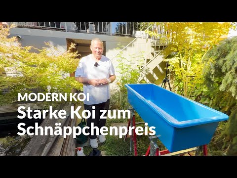 Christian sells all his koi | Modern Koi Blog #7643