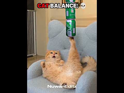 Humans Try… But Cats Always Win 😹💀 | #edit #troll #usa #nuwaneditz