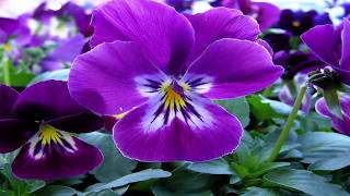 &#39;&#39;Un Ramito De Violetas&#39;&#39;   India Martinez