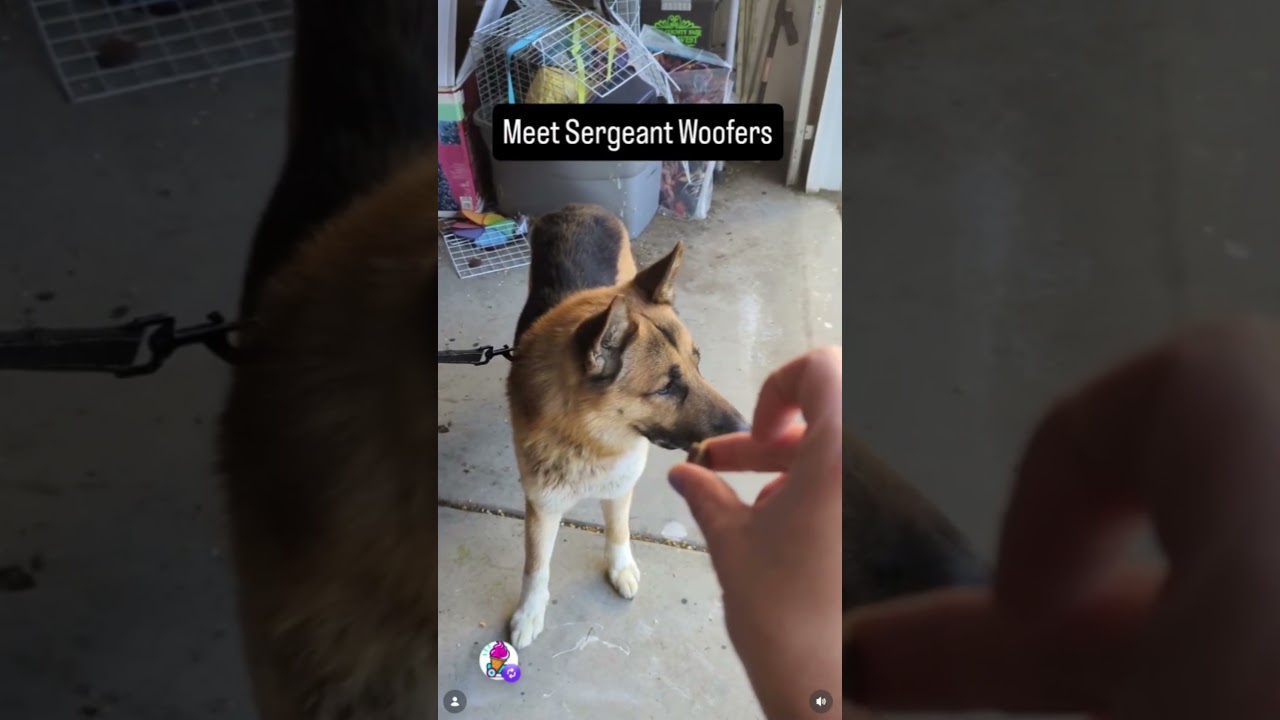 Enlarge Sargent Woofers -- URGENT -- LONGTIME RESIDENT, a ADOPTABLE German Shepherd Dog in Thousand Oaks, CA video 3/5