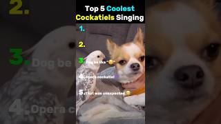 Download lagu The cockatiel on #1 is so cute 😍#birds mp3 Download lagu The cockatiel on #1 is so cute 😍#birds mp3