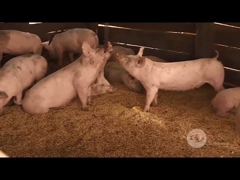 , title : 'Cama profunda en porcicultura: el sistema para reducir costos e impacto ambiental - La Finca de Hoy'