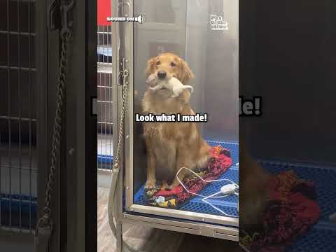 Adorable Mother Golden Retriever Shows Off Her Puppies