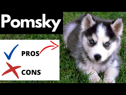 1st YouTube video about are pomskies hypoallergenic