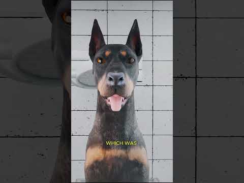 Why Dobermans Have Their Ears Cropped and Tails Docked 🧐