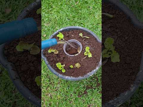 Jeito Mais Fácil e Rápido de Plantar e Colher Alface em Vaso