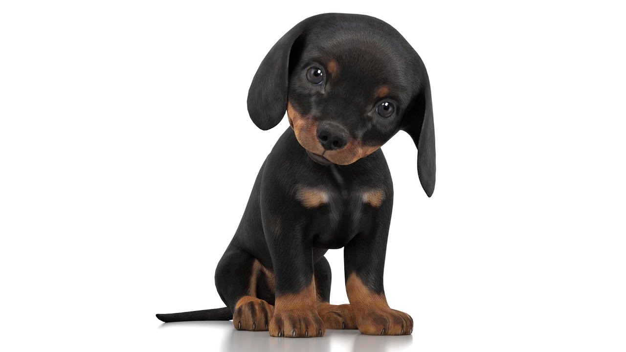 Dachshund Dog Puppy Rigged 3D Model