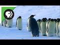 How Penguin Moms Find Their Chicks