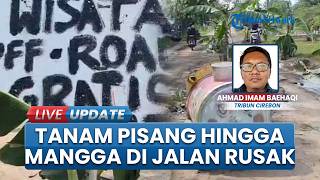 Terlanjur Geram! Warga Desa Gadingan Indramayu Tanam Pisang hingga Mangga di Jalan Rusak Parah