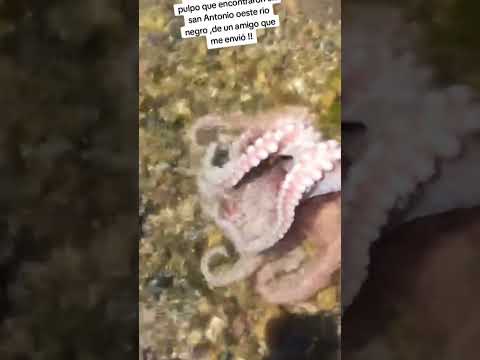 video del pulpo que se encontró en san Antonio oeste rio Negro argentina,pero no es de la zona.