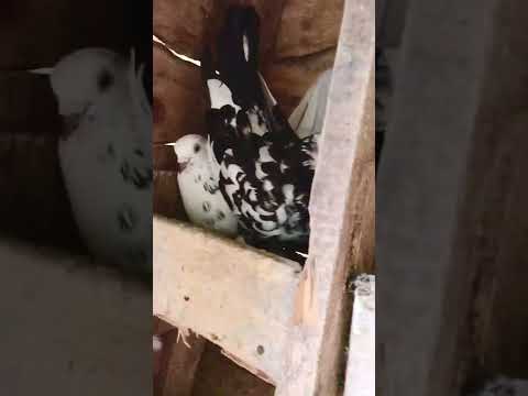 Best pigeons Sri Lankan  #pigeons #srilankan #animalworldkm