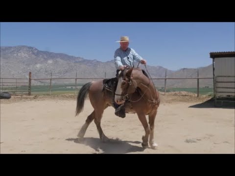 The One Rein Stop, Answers to Some Questions, and...