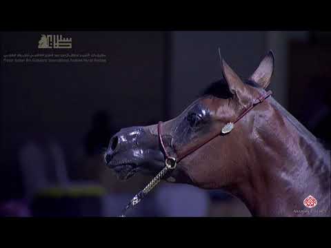 N.82 ASAYEL AL ZAID - 2020 PSAIAHF Al Khalediah Show - Fillies 2 Years Old (Class 2B)