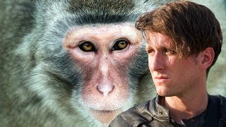 China is Eating Monkey&#39;s for Medicine