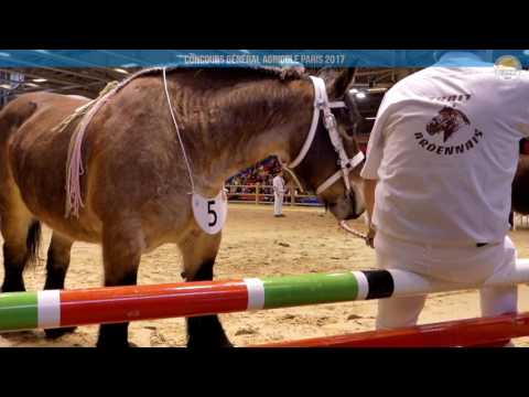 Voir la vidéo : Carrière Équine du 27 février 2017, partie 1