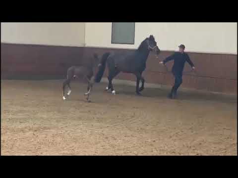 Global Foals | Stutfohlen | Dominator Z × Cornet Obolensky