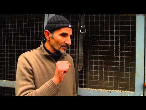 Fisi I Faunes - Episodi 12