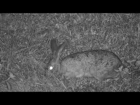 Djuma: Genet out hunting - 03:52 - 03/03/31