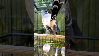 Download lagu suara cendet waspada TOET TOET | Bikin cendet Lain Gacor mp3