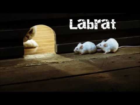 Labrat  - Cave Dweller