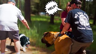 GIANT AGGRESSIVE MASTIFF GOES AFTER EVERYTHING! (I'M HIS LAST CHANCE)