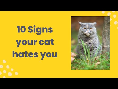 10 Signs that your cat hates you