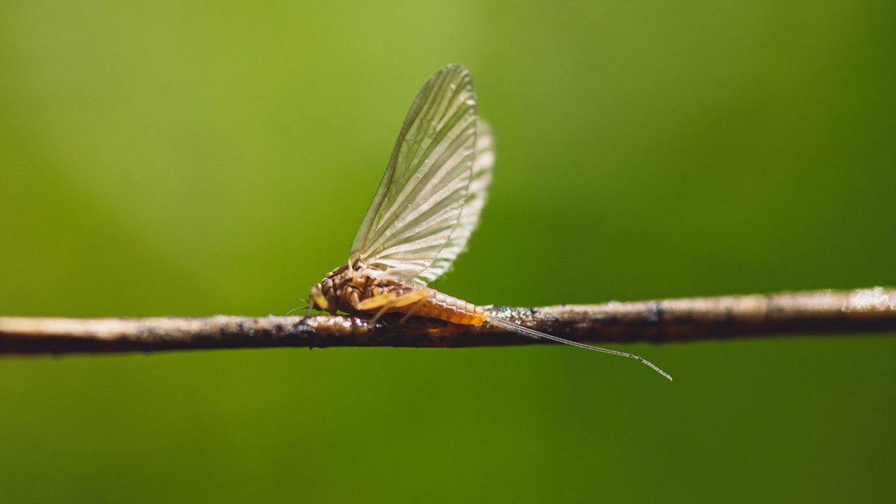 Mastering Mayflies: Everything You Need to Know for Fly Fishing