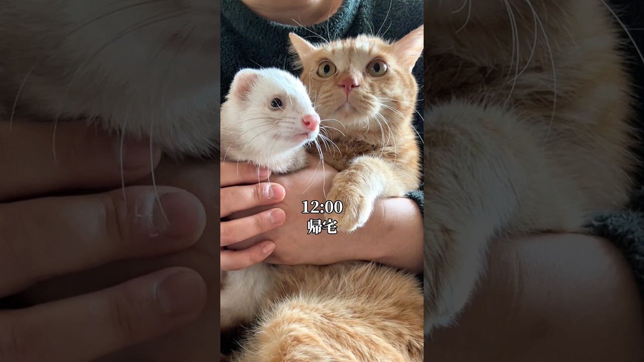 お仕事で忙しすぎる猫の一日　#つなまよ #cat #pr #filmora #filmora15 #猫#cat #ai生成写真