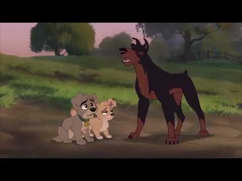 An Animal's Life Part 29 - Pashmina Begs Buster to Come Back