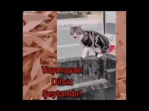 #insanlıköldü kedinin mamasına cam koymuşlar bu videoyu yayın! 🥺😫