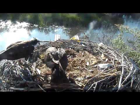 First Osprey Chick