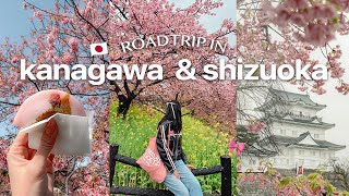 5 days in kanagawa and shizuoka (2 hrs from tokyo!) 🌸