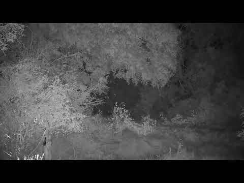Djuma Private Game Reserve Live Stream
