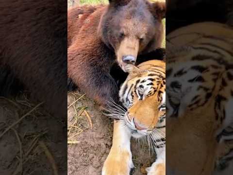 เสือกับหมีเป็นเพื่อนกันได้จริงหรอ😲 #หมี #เสือ #สัตว์โลกน่ารัก #สัตว์ #fyp