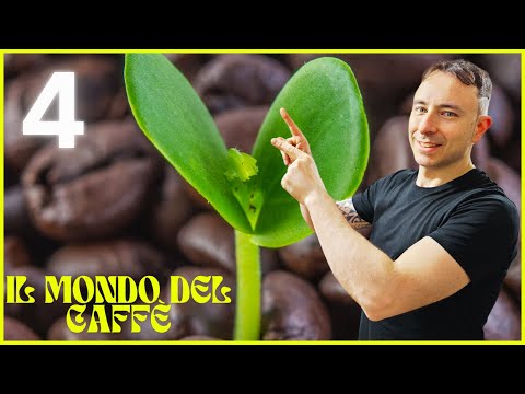 Corso completo sul caffè: dal chicco alla tazzina, tutto ciò che devi sapere! QUARTA PUNTATA