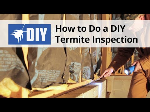  How to Do A Termite Inspection Video 