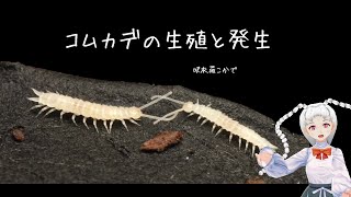 コムカデの生殖と発生をざっくり紹介【生声注意】#呎衣羅こかで