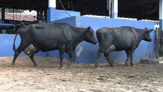 Vídeo 85 - 1ª ETAPA MEGA LIQUIDAÇÃO TOTAL AGROPECUÁRIA MARAJOARA - DIA 4 | GADO GIROLANDO E HOLANDÊS