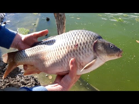 Eliberare Crapi in balta de acasa #3