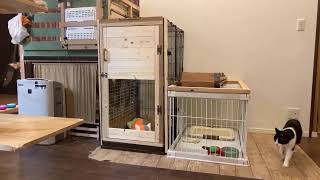 猫と犬とうさぎとインコのニャントモライブ配信！少しだけ
