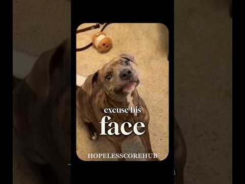 Excuse His Face… #funny #hopecore #hopelesscore #dog #dogshorts