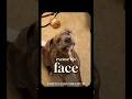 Excuse His Face Funny Hopecore Hopelesscore Dog Dogshorts