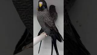 Download lagu Top 10 Rare Budgies In All World  #budgies  #budgiesparrot  #birds #parrot  #petbird mp3