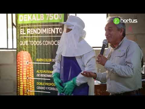 Hortus hizo la presentación de los resultados del maíz Dekalb 7088 (VIDEO)
