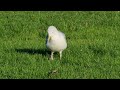 Funny Seagull Dancing