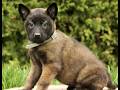Belgian Malinois dogs for sale: Saber  - Video 1
