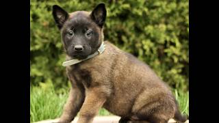 Video preview image #1 Belgian Malinois Puppy For Sale in RONKS, PA, USA
