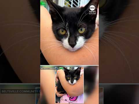 Man uses kitten as accomplice in robbery
