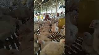 Download lagu ayam broiler umur 31 hari bobot 1,9 sampai 1,8 betina mp3 Download lagu ayam broiler umur 31 hari bobot 1,9 sampai 1,8 betina mp3